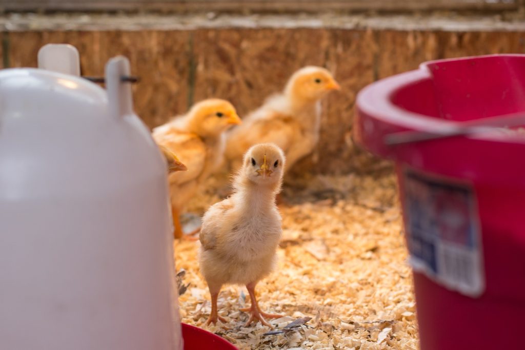 Alimentación Animal
